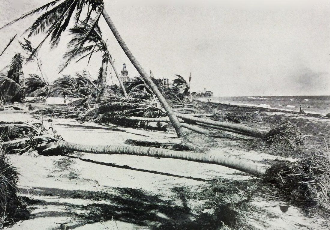 Palms and waterfront damage